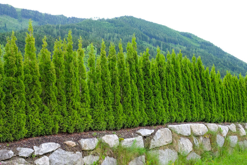 Planting av Thuja